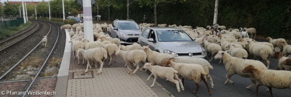 Schafe in Würzburg